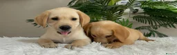 Labrador Retriever perros en venta: LABRADOR RETRIEVER  - Anuncio 2
