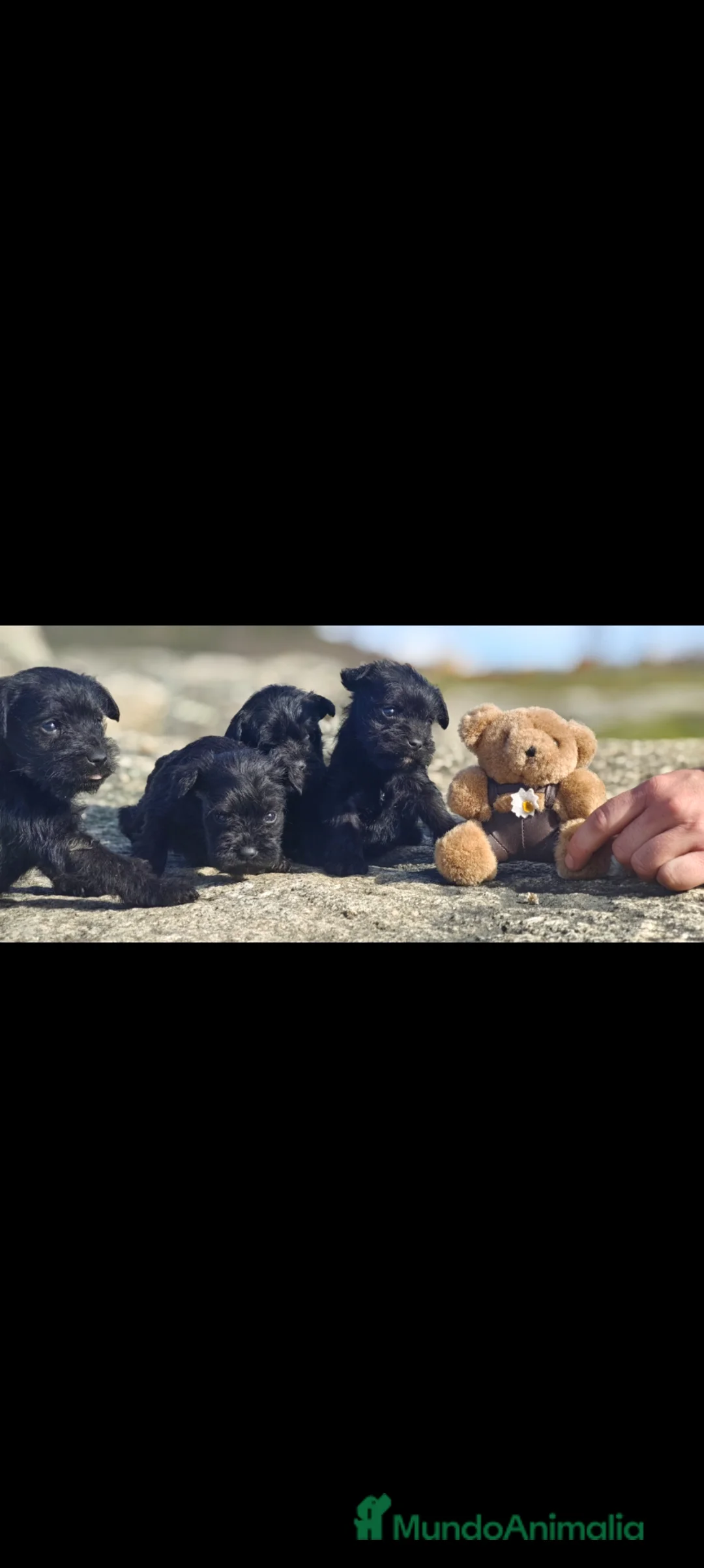 Schnauzer Miniatura perros en venta: Schnauzer  - Anuncio 3