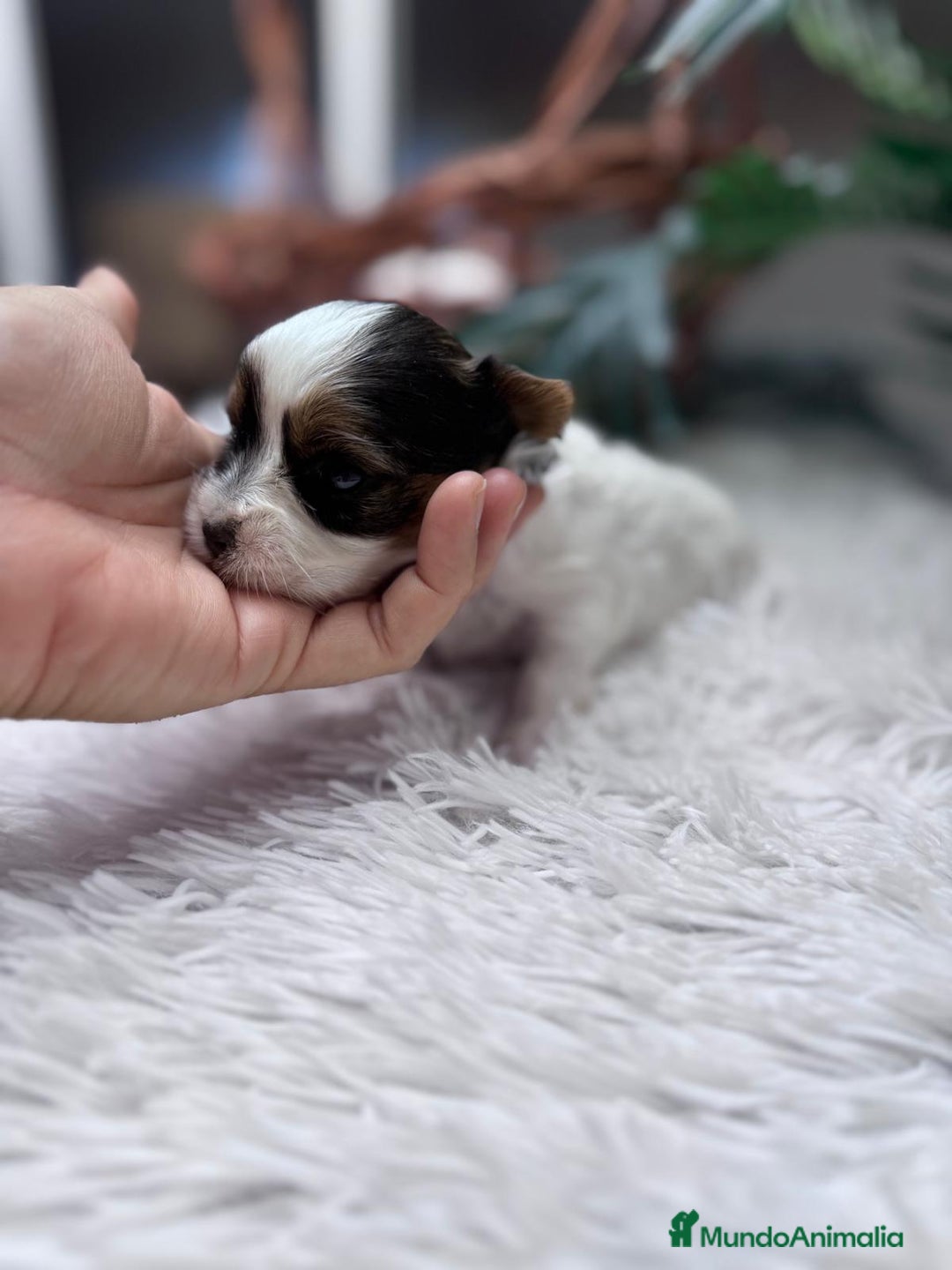 Yorkshire Terrier perros en venta: YORKSHIRE BIEWER - Anuncio 3