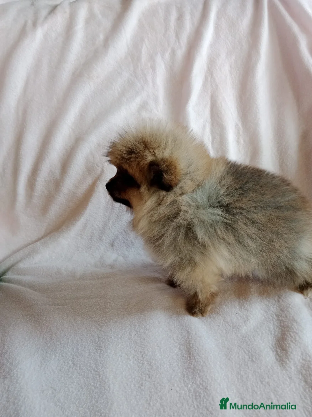 Pomerania perros en venta: Pomerania machos y hembras disponibles  en Granada - Anuncio 14
