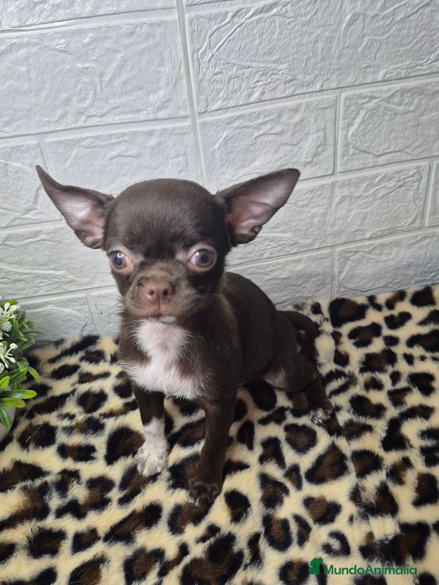 Chihuahua perros Chihuahua chocolate ❤️ 🐾  - Anuncio 1