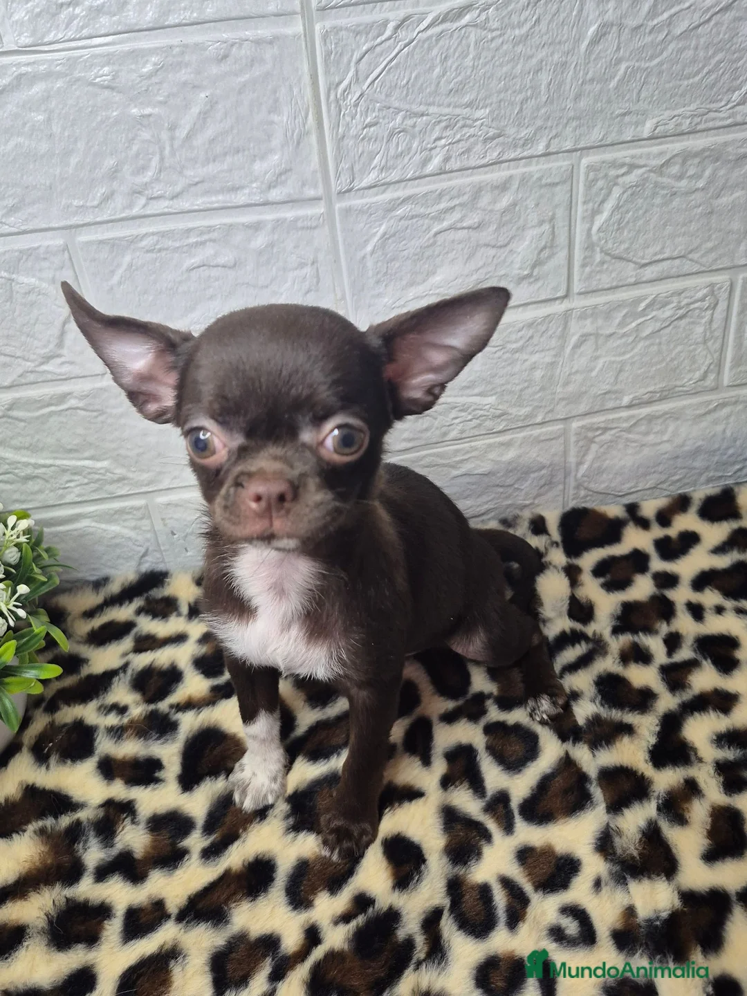 Chihuahua perros en venta: Chihuahua chocolate ❤️ 🐾  - Anuncio 1