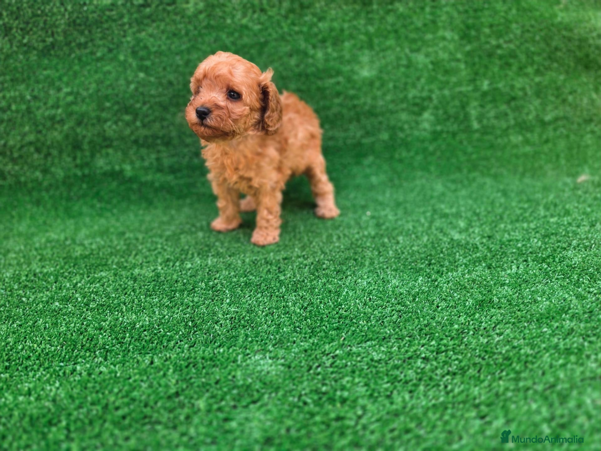 Caniche Toy perros CANICHE TOY - Anuncio 1