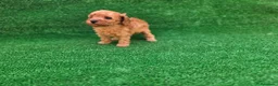 Caniche Toy perros en venta: CANICHE TOY - Anuncio 1