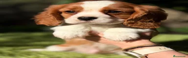 Cavalier King Charles Spaniel Cachorro 1