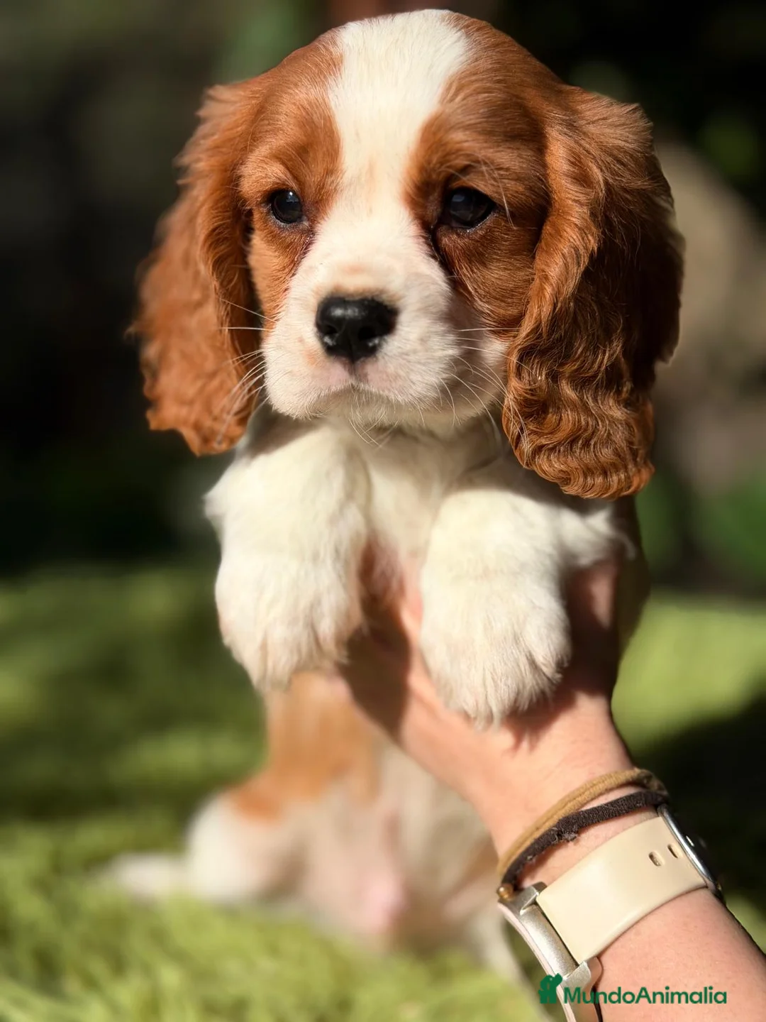 Cavalier King Charles Spaniel perros en venta: CAVALIER KING MACHO - Anuncio 1