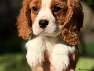 Cavalier King Charles Spaniel perros CAVALIER KING MACHO - Anuncio 2