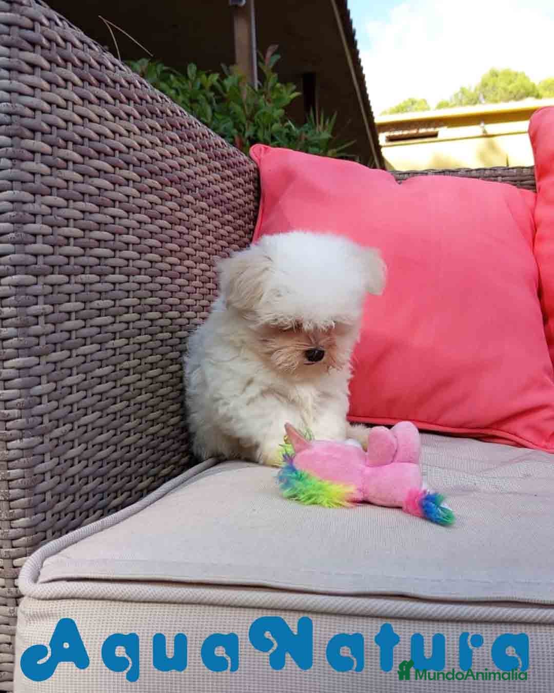 Bichón Maltés perros en venta: Bichon Maltes Macho de Malita AQUANATURA - Imagen 5