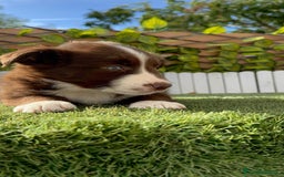 Border Collie perros en venta: BORDER COLLIE HEMBRA CHOCOLATE - Imagen 7