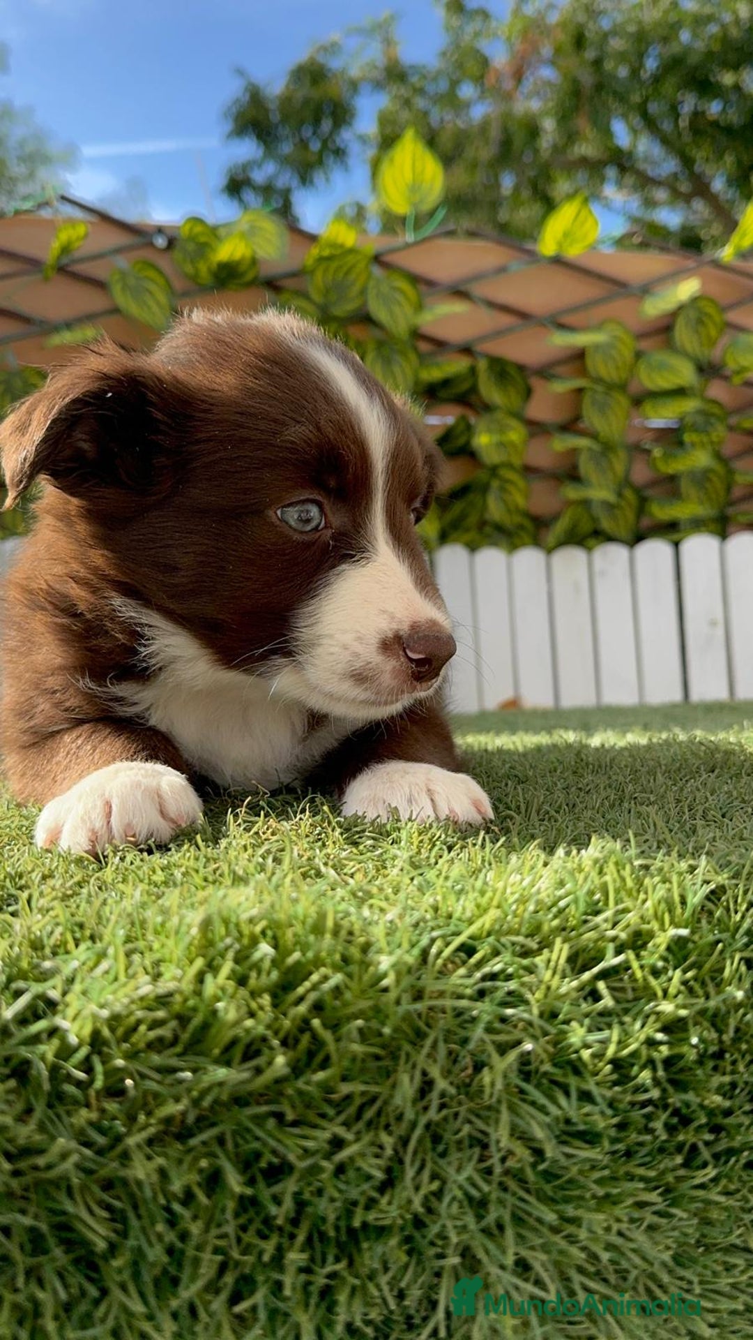 Border Collie perros en venta: BORDER COLLIE HEMBRA CHOCOLATE - Imagen 7