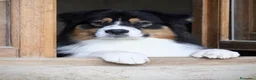 Pastor Australiano perros en venta: Proxima camada pedigree, familiar y con garantías - Anuncio 4