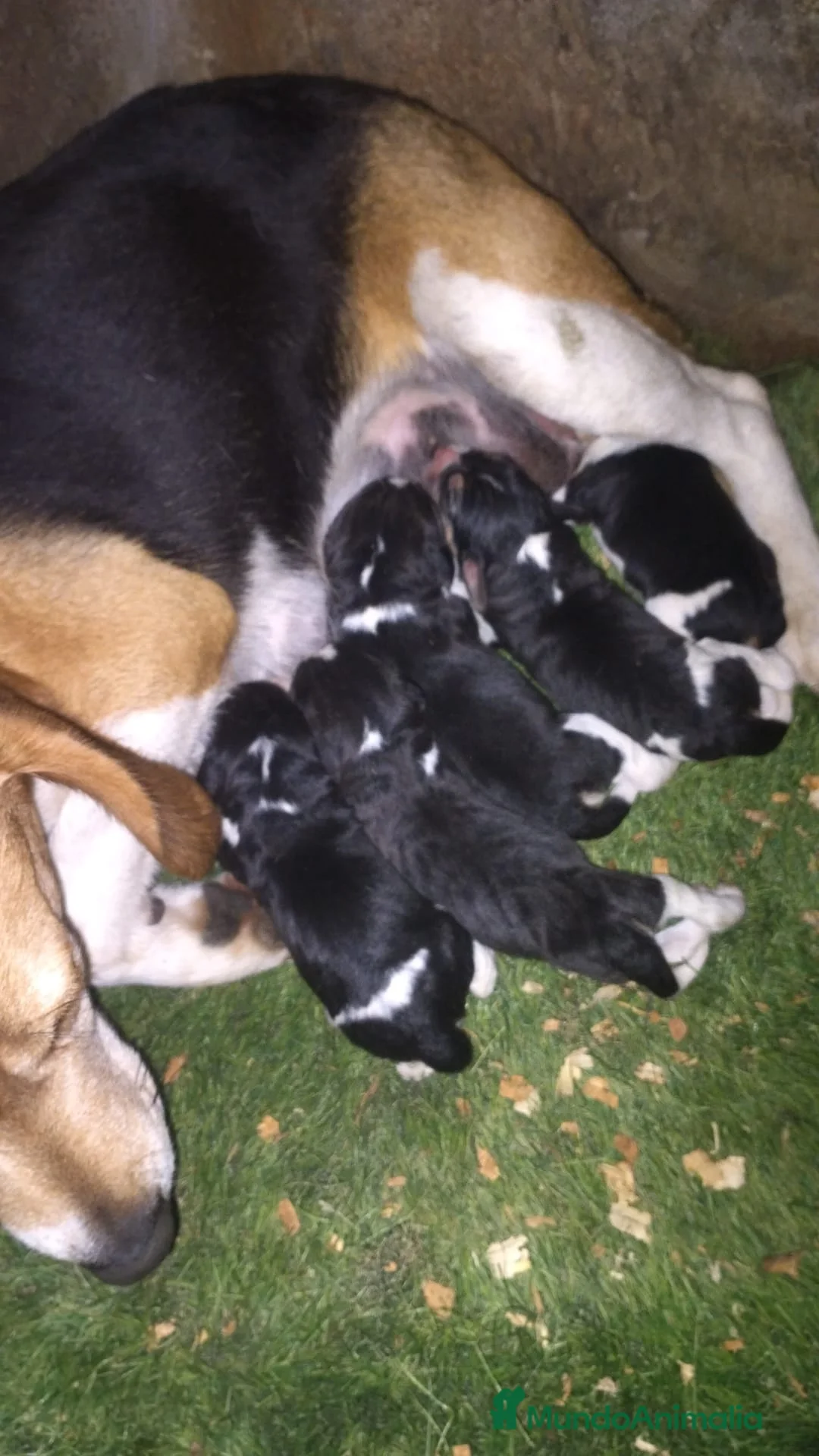 Beagle perros en venta: Beagle talla pequeña  - Anuncio 6