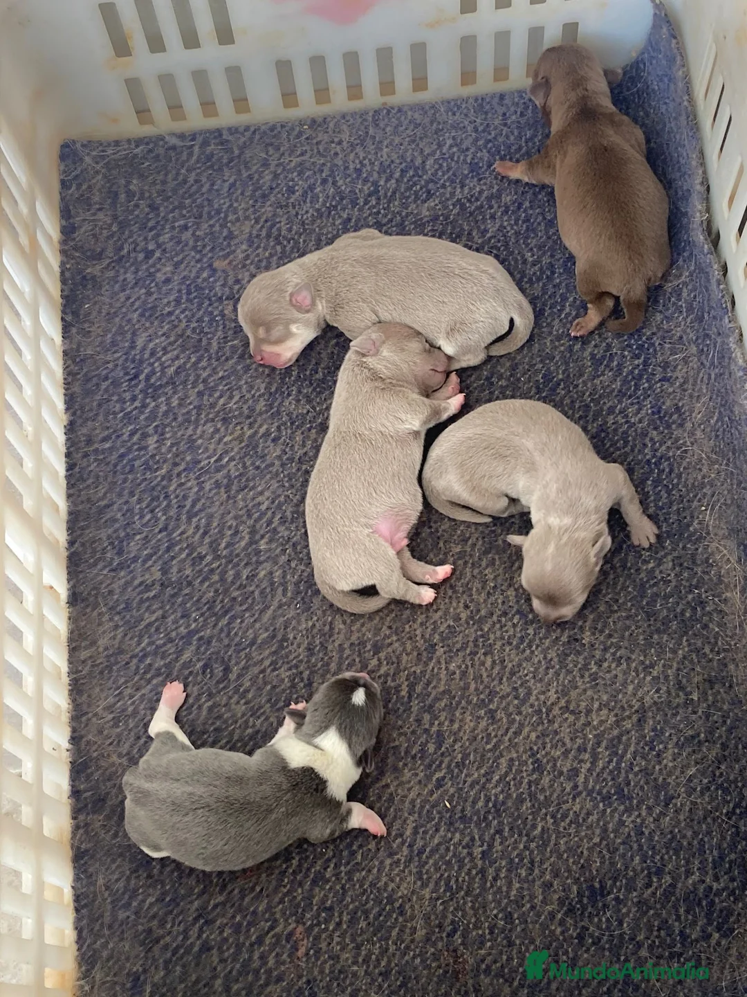 Chihuahua perros en venta: Chihuahuas lilac y más  - Anuncio 5