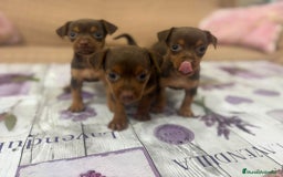 Pinscher Miniatura perros en venta: Pinscher miniatura chocolate  - Imagen 1