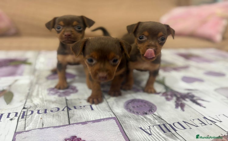 Pinscher Miniatura perros - Anuncio 2