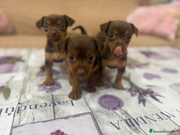Pinscher Miniatura perros - Anuncio 4