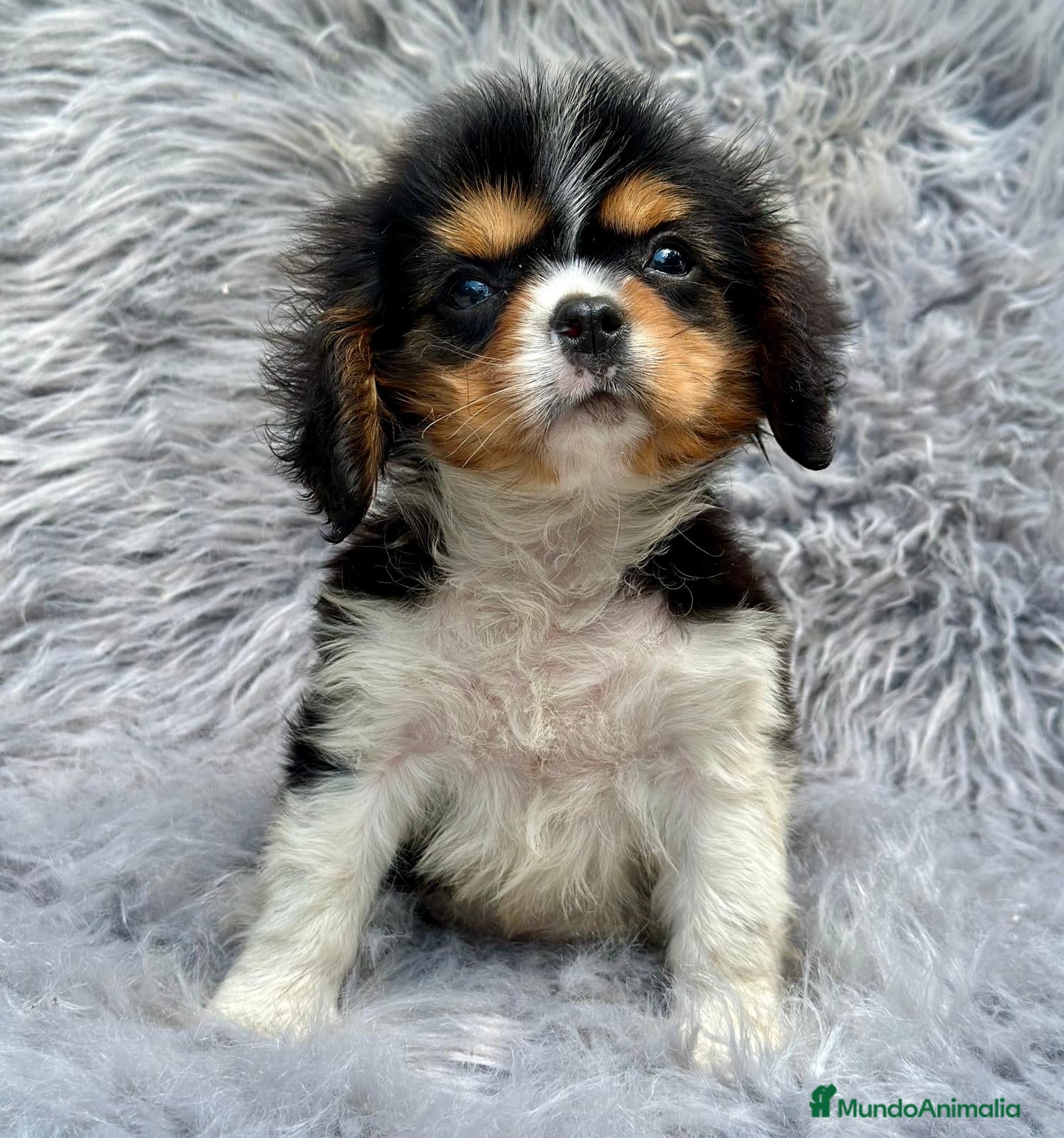 Cavalier King Charles Spaniel perros Cavalier tricolor - Anuncio 3