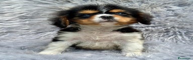 Cavalier King Charles Spaniel Cachorro 1