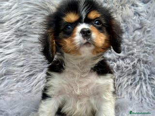 Cavalier King Charles Spaniel perros Cavalier tricolor - Anuncio 10
