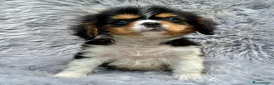 Cavalier King Charles Spaniel Cachorro 1