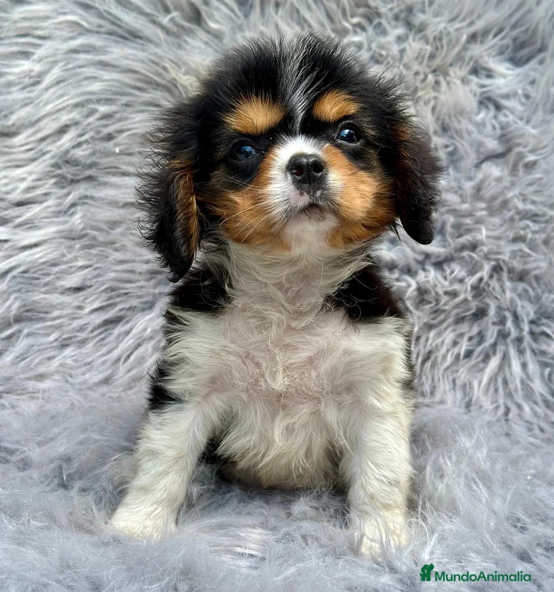 Cavalier King Charles Spaniel perros en venta: Cavalier tricolor - Anuncio 1
