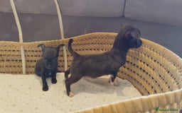 Chihuahua perros en venta: Chihuahua toy cabeza manzana - Imagen 6