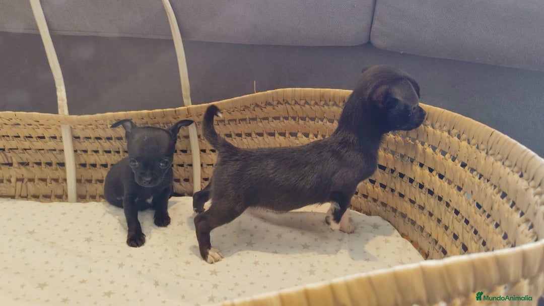 Chihuahua perros en venta: Chihuahua toy cabeza manzana - Imagen 6