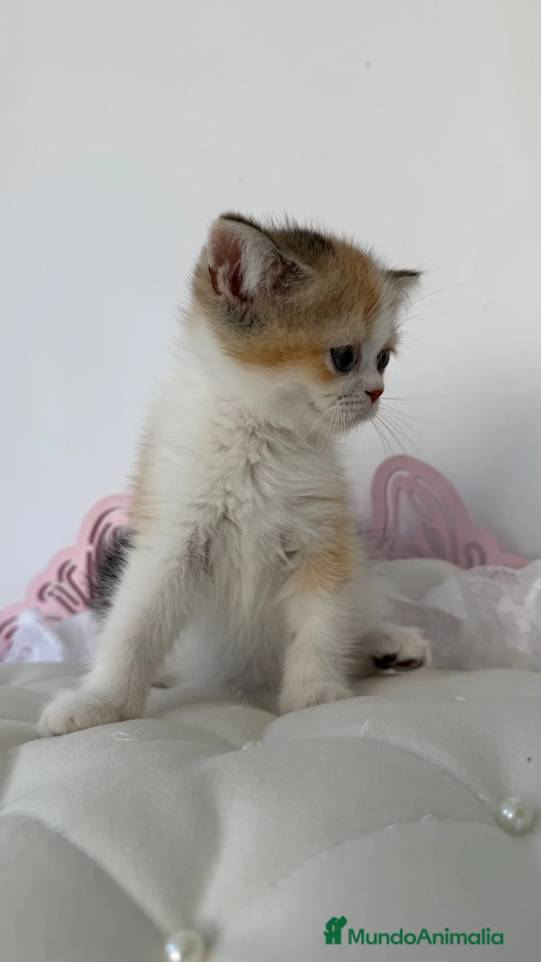 Scottish Straight gatos en venta: Scottish straight  - Anuncio 1
