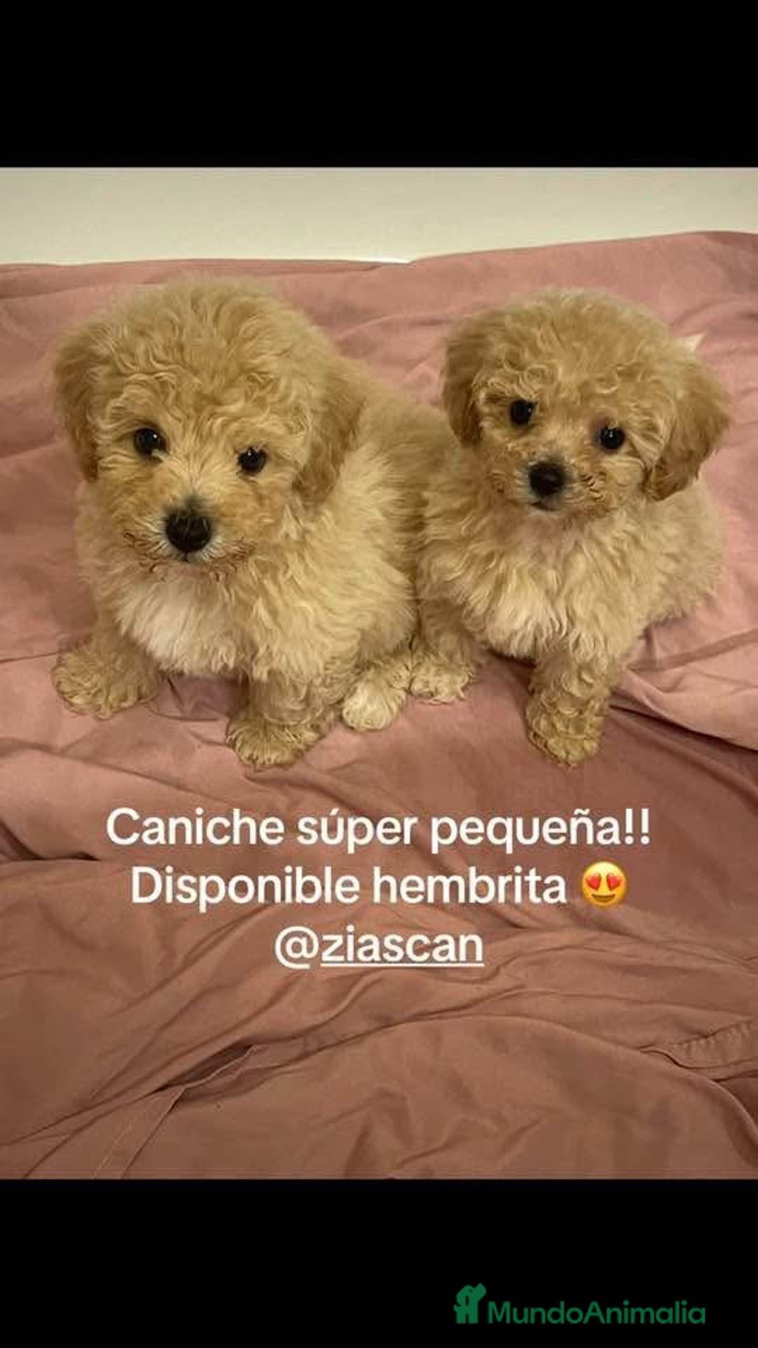 Caniche Toy perros en venta: Precisos caniche toy apricot - Anuncio 1