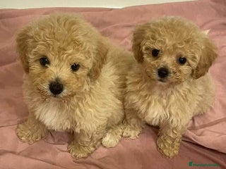 Caniche Toy perros Precisos caniche toy apricot - Anuncio 1