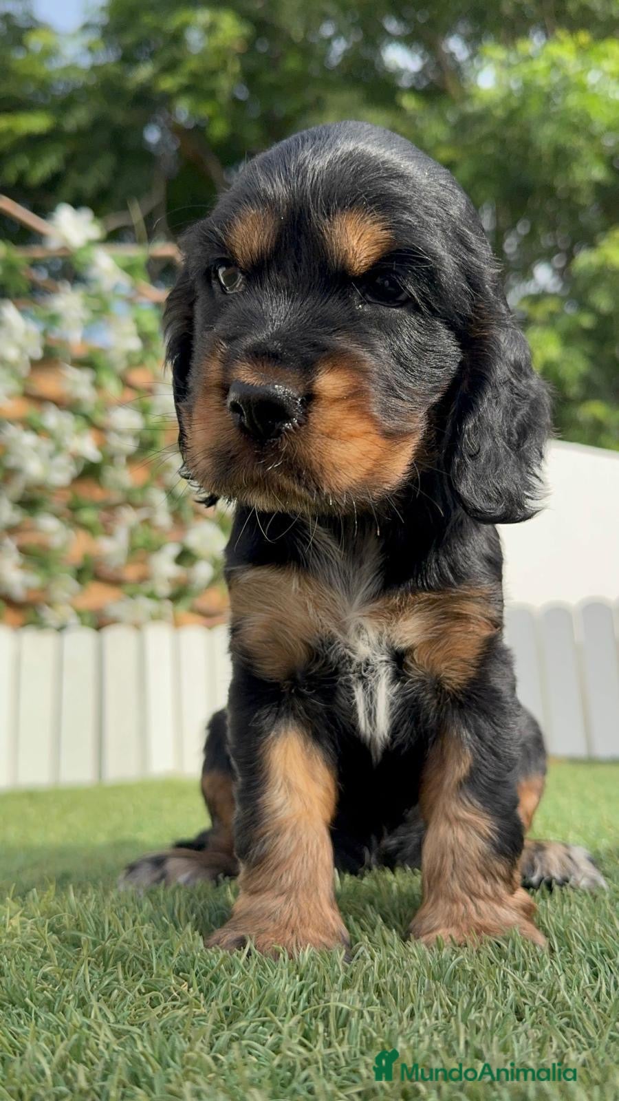 Cocker Spaniel Inglés perros COCKER SPANIEL INGLÉS 🎀 - Anuncio 1