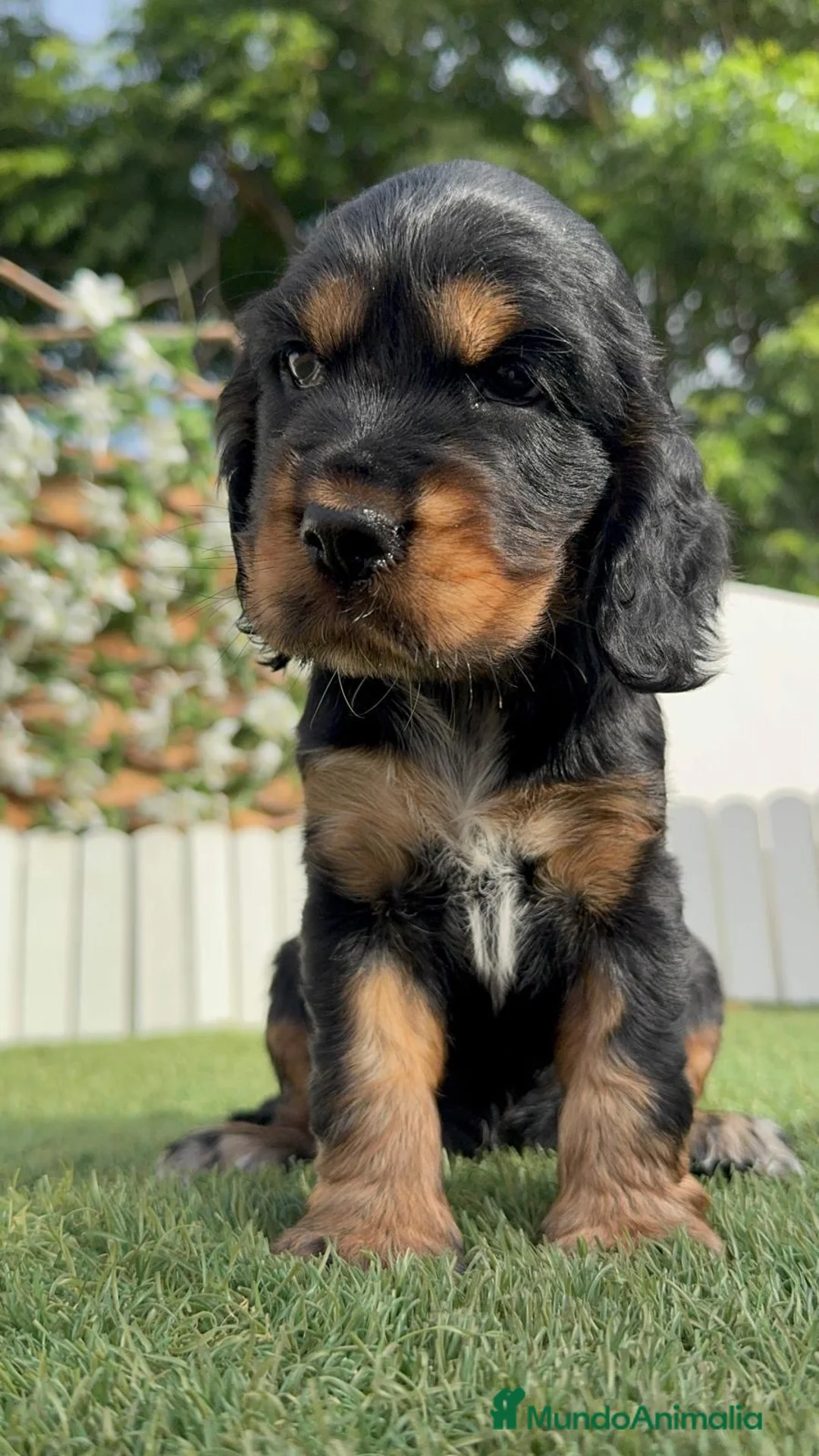 Cocker Spaniel Inglés perros en venta: COCKER SPANIEL INGLÉS 🎀 - Anuncio 1