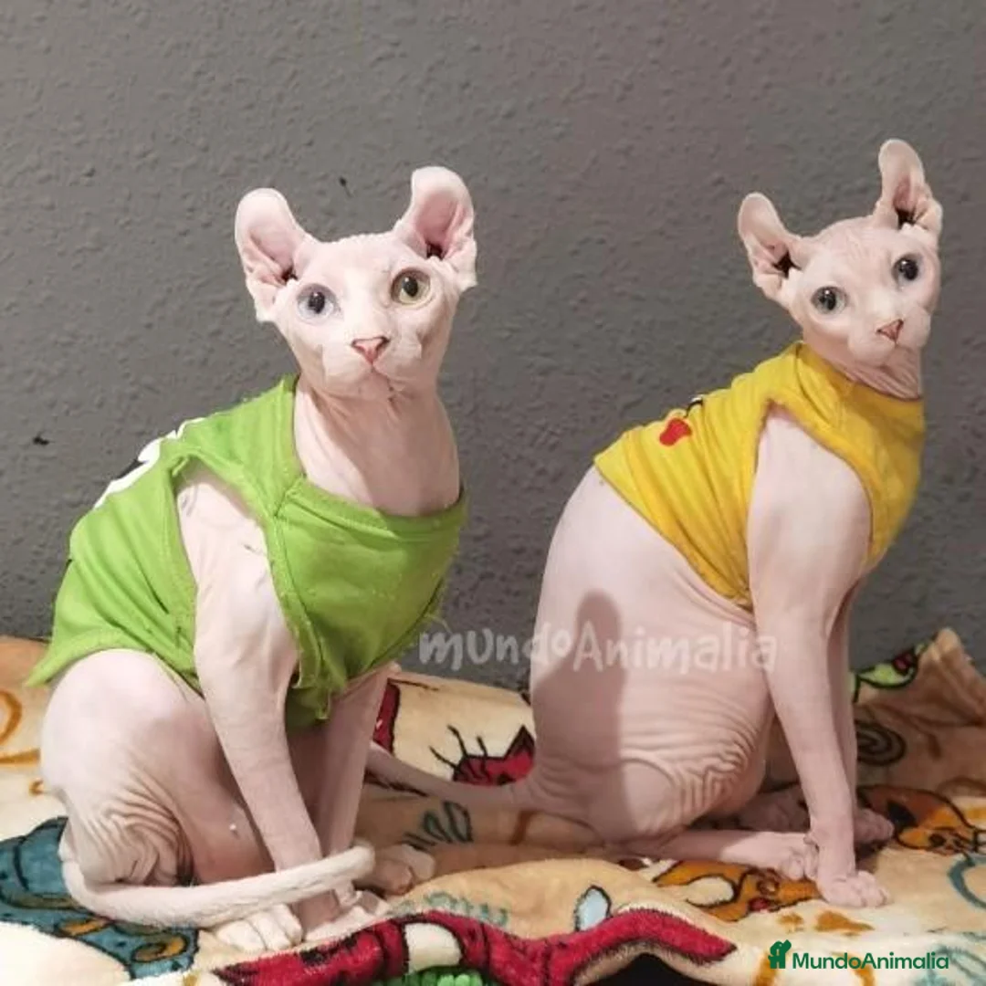 Imagen de galería {{count}}