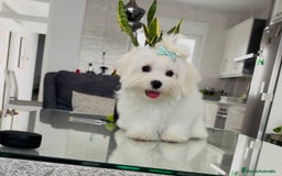 Bichón Maltés perros en venta: Cachorrito de bichon maltés macho - Imagen 6