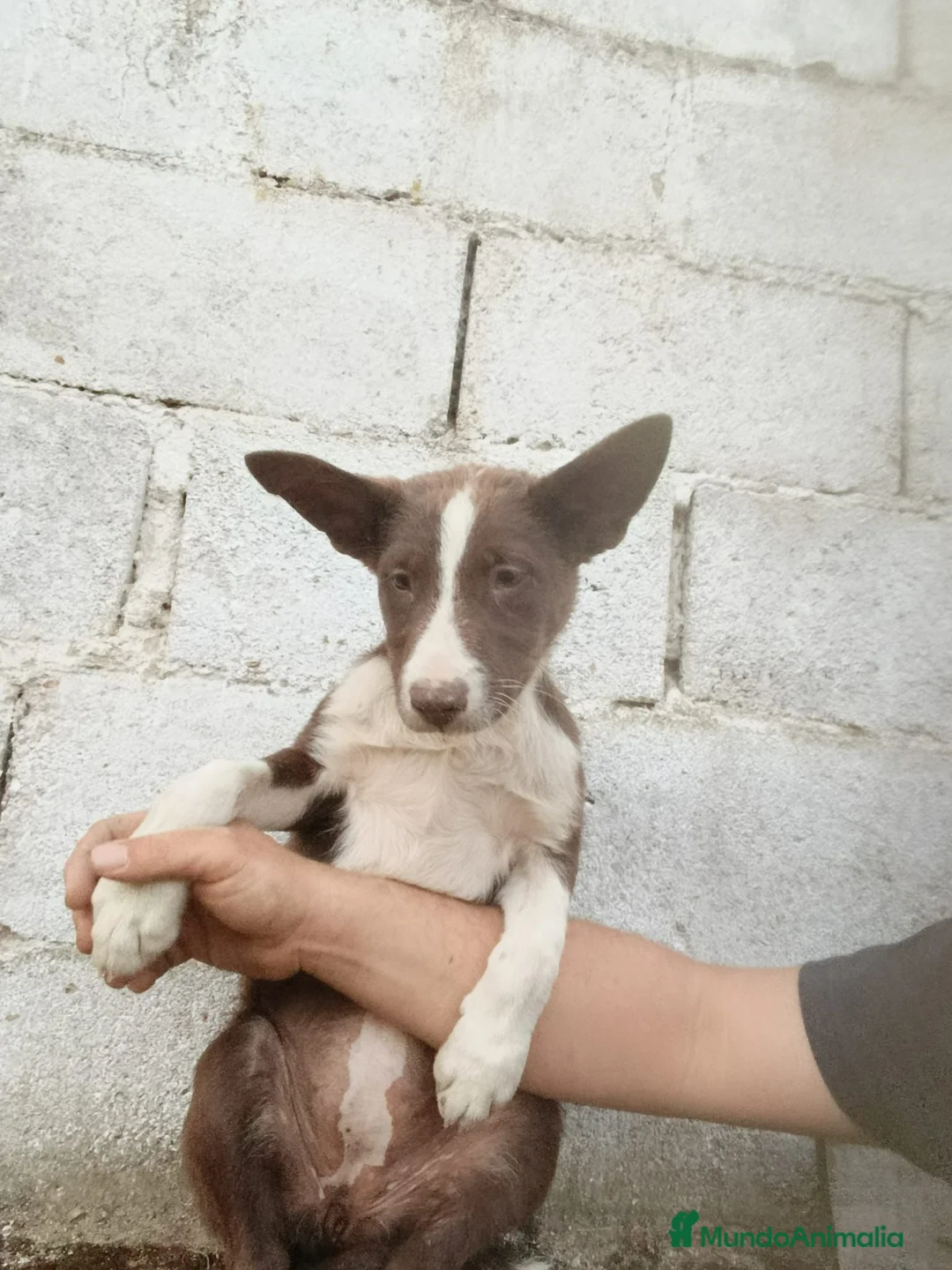 Border Collie perros en venta: Border collie pelo corto  - Anuncio 1