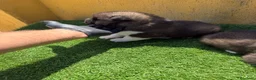 Akita Americano perros en venta: CACHORROS DE AKITA AMERICANO - Anuncio 5