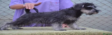 Schnauzer Miniatura 4