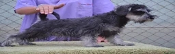 Schnauzer Miniatura perros en venta: Schnauzer miniatura sal y pimienta - Anuncio 4