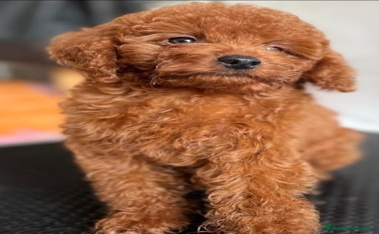Caniche Toy perros - Anuncio 8