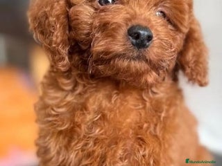 Caniche Toy perros - Anuncio 12