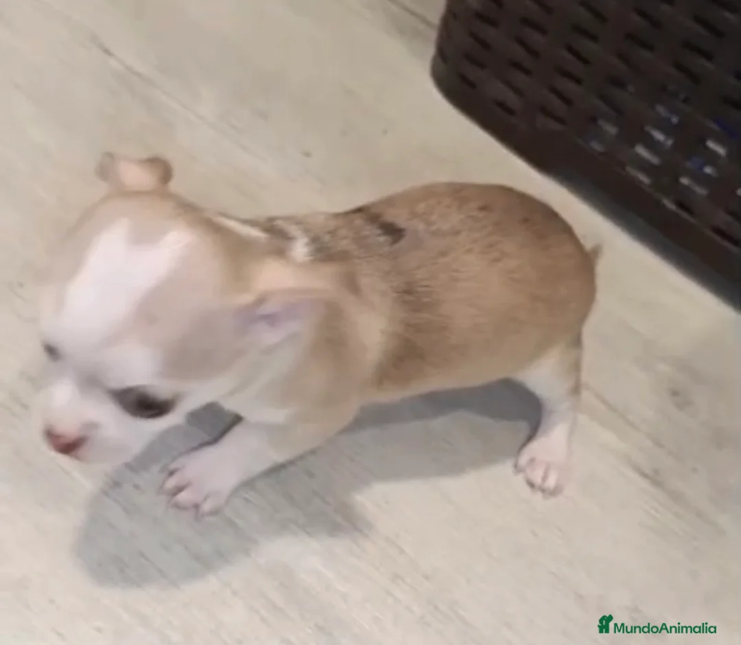 Chihuahua perros en venta: Chihuahua macho🩵🐾🐶 - Anuncio 2
