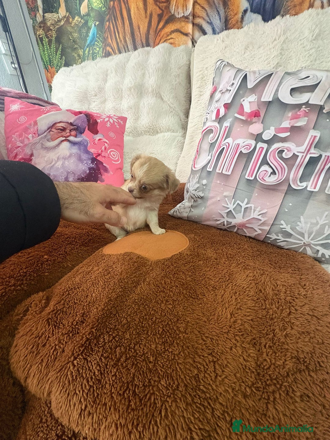 Chihuahua perros en venta: Chihuahua toy pelo largo  - Anuncio 11