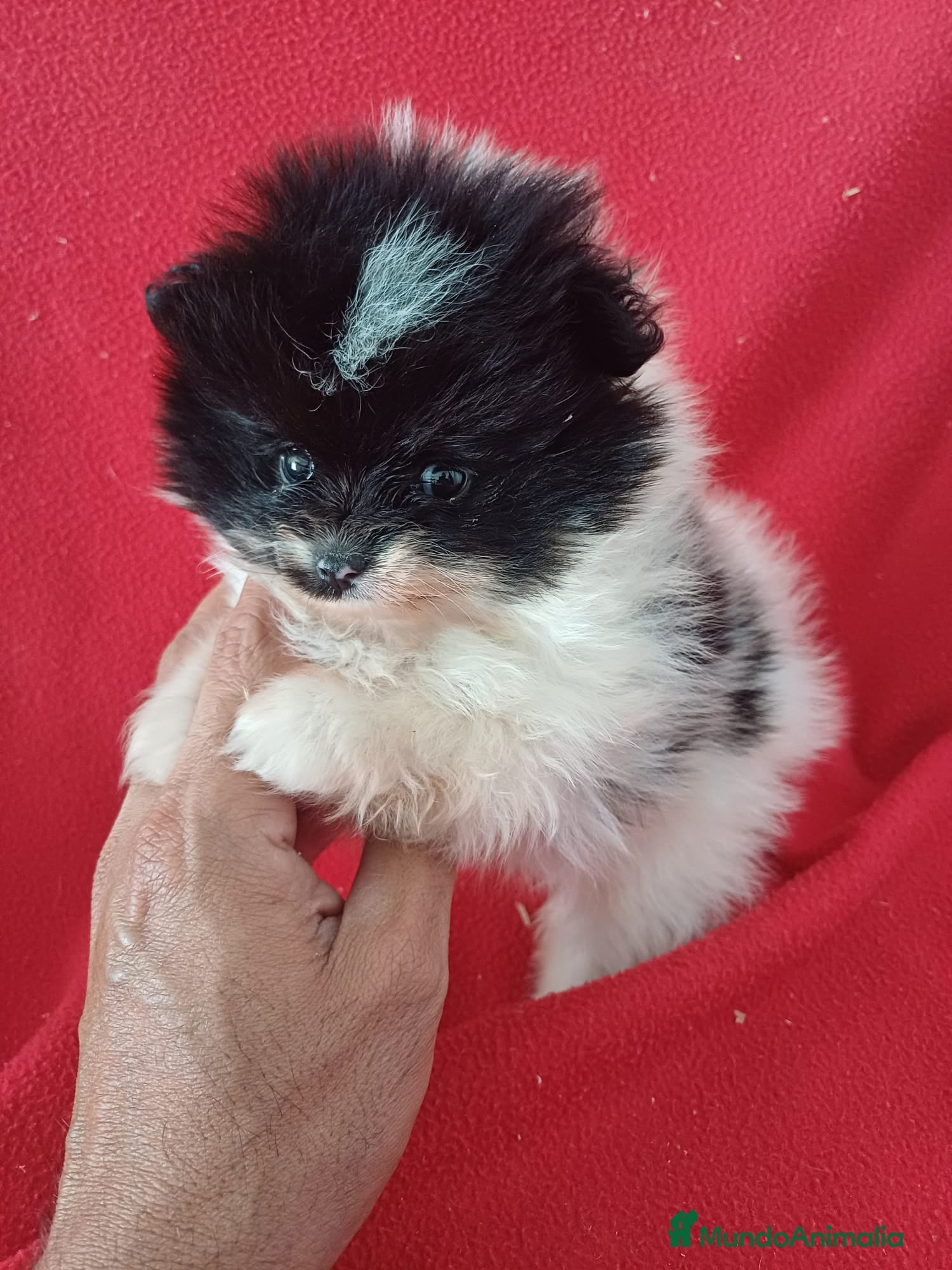 Pomerania perros Pomerania Mini  - Anuncio 6