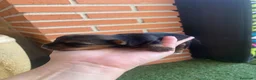 Yorkshire Terrier perros en venta: Yorkshire terrier de Prao Toro  - Anuncio 6