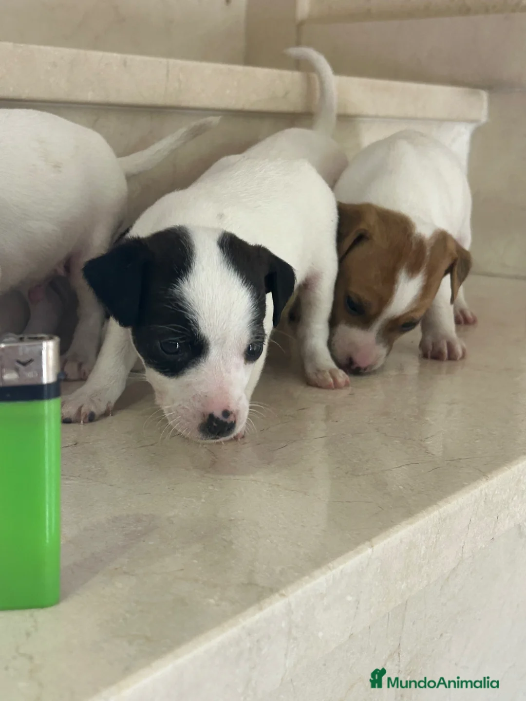 Ratonero Bodeguero Andaluz perros en venta: Bodegueros Andaluces Minis Calidad  - Anuncio 1