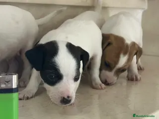 Ratonero Bodeguero Andaluz perros Bodegueros Andaluces Minis Calidad - Anuncio 2