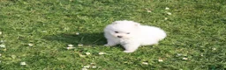 Pomerania perros en venta: POMERANIA  - Anuncio 3