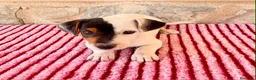 Jack Russell Terrier perros en venta: Jack Russell Terrier macho  - Anuncio 6