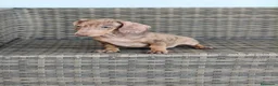 Teckel Miniatura perros en venta: Teckel Mini macho Merle chocolate  - Anuncio 5