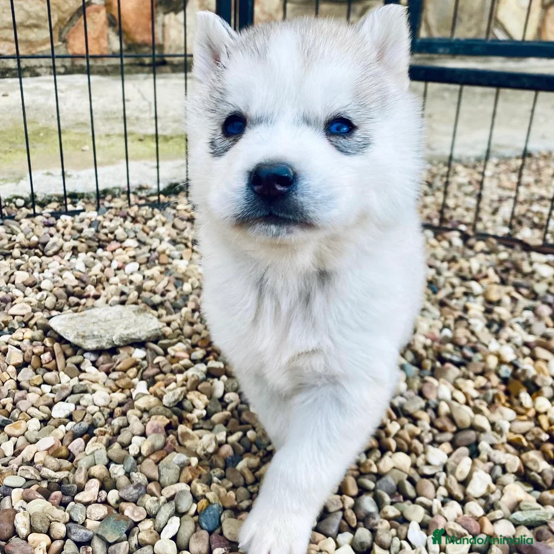 Husky Siberiano perros en venta: Husky  - Anuncio 5